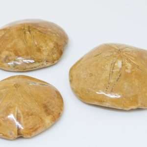 Set of Three Pygurus Sea Urchin Fossils